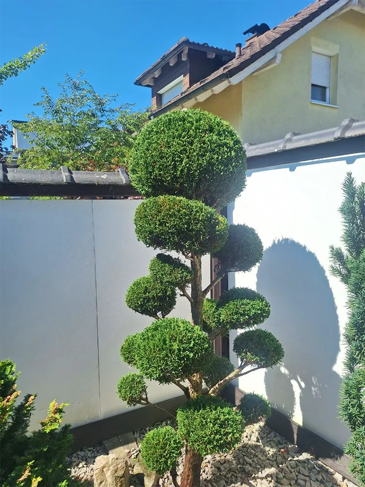 fretz-garten-baumschnitt-nachher-bild