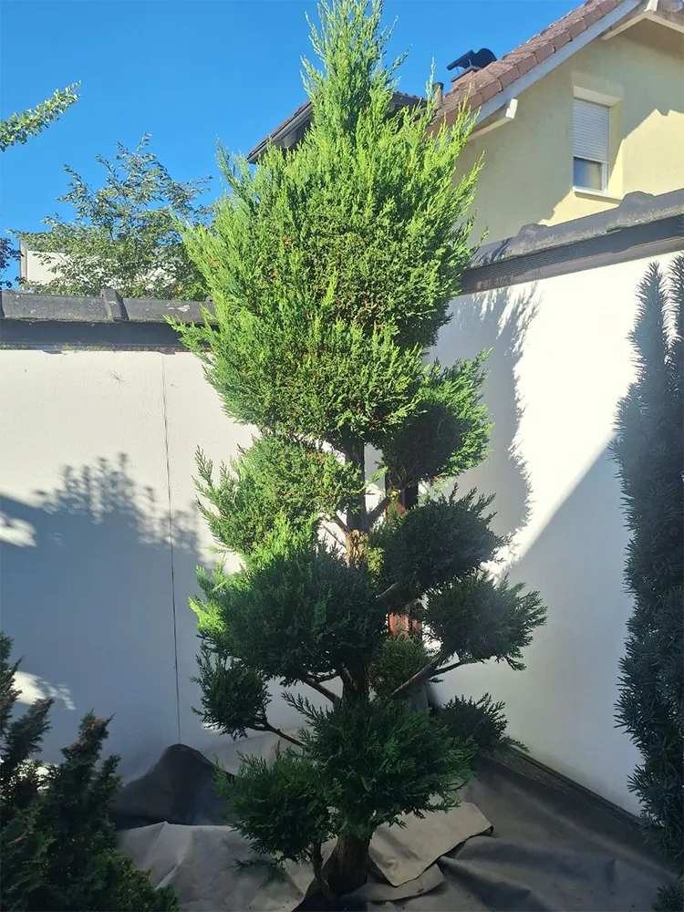 fretz-garten-baumschnitt-vorher-bild